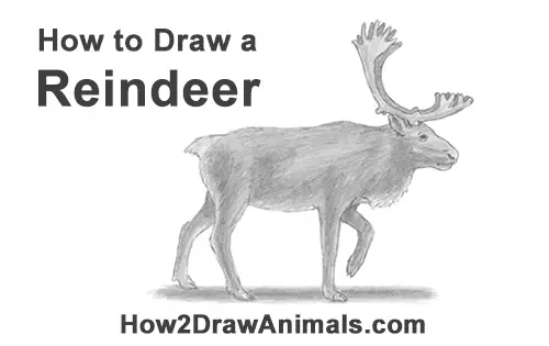 How to Draw a Reindeer Caribou