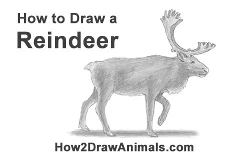 How To Draw A Reindeer Caribou Drawings of caribou submitted by users. how to draw a reindeer caribou