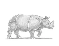 How to Draw a Greater One-Horned Indian Rhinoceros