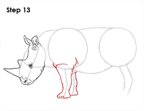 Draw Rhinoceros 13