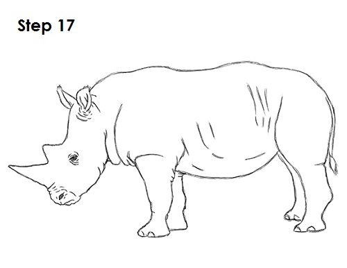Draw Rhinoceros 17