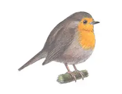 How to Draw a European Robin Bird