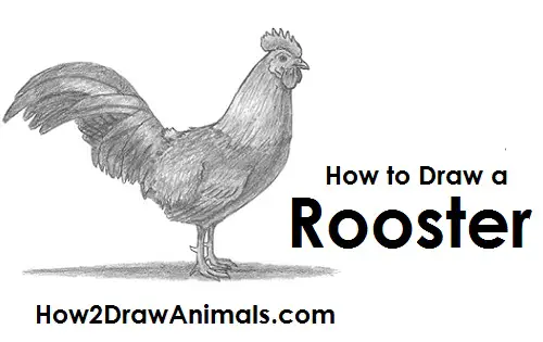Draw Rooster