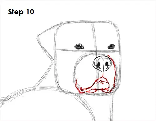 Draw Rottweiler 10