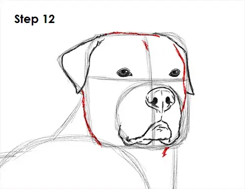 Draw Rottweiler 12
