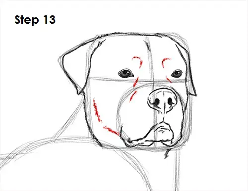 Draw Rottweiler 13