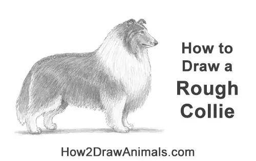 How to Draw a Rough Collie Dog Side View