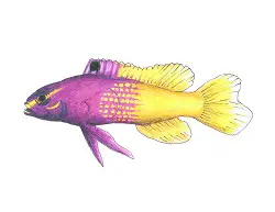 How to Draw a Royal Gramma Fairy Basslet Fish