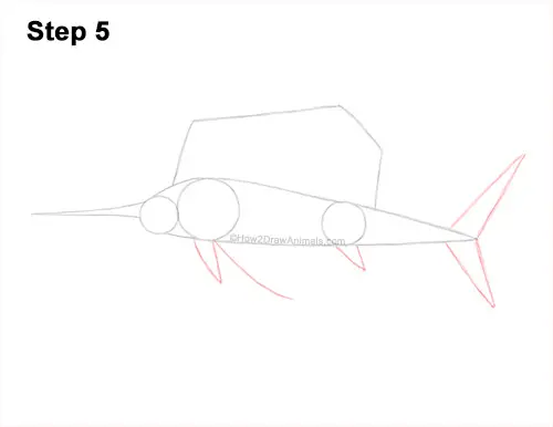 How to Draw an Atlantic Sailfish Side View 5