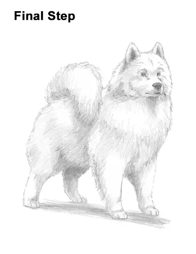 How To Draw A Dog Samoyed Video And Step By Step Pictures