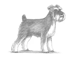 How to Draw a Miniature Schnauzer Dog