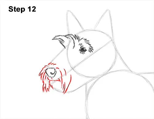 How to Draw a Scottish Terrier Puppy Dog Side 12