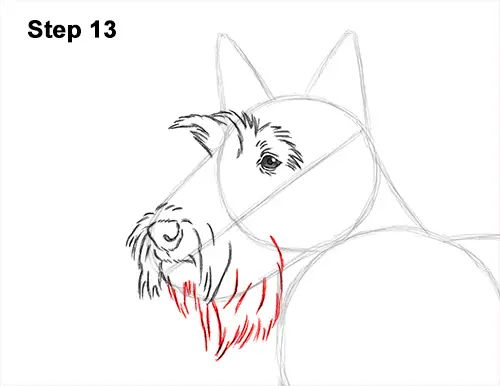 How to Draw a Scottish Terrier Puppy Dog Side 13