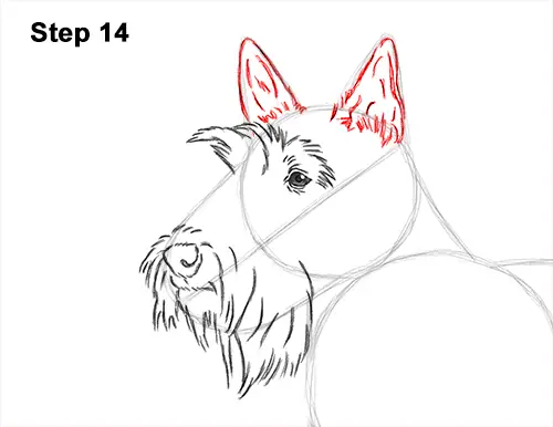 How to Draw a Scottish Terrier Puppy Dog Side 14