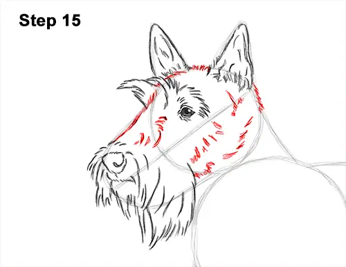 How to Draw a Scottish Terrier Puppy Dog Side 15