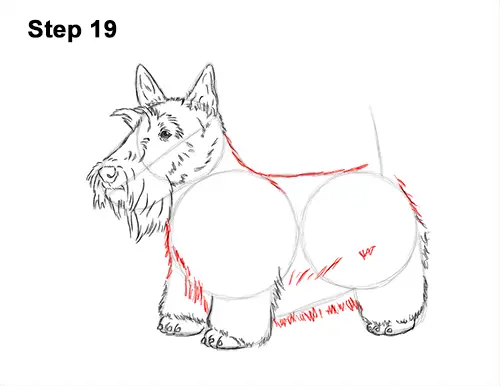 How to Draw a Scottish Terrier Puppy Dog Side 19