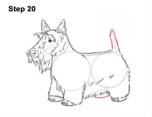 How to Draw a Scottish Terrier Puppy Dog Side 20