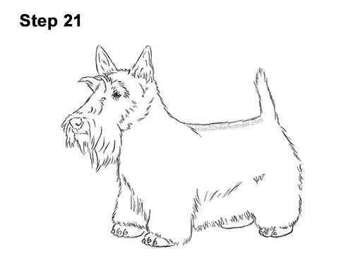 How to Draw a Scottish Terrier Puppy Dog Side 21