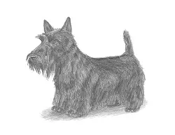 How to Draw a Scottish Terrier Scottie Puppy Dog