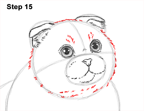 How to Draw a Cat (Scottish Fold) Playing