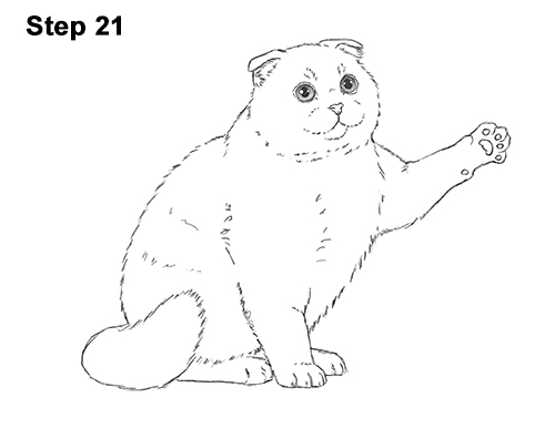 Download How to Draw a Cat (Scottish Fold) Playing