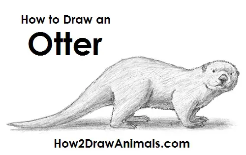 Draw Sea Otter