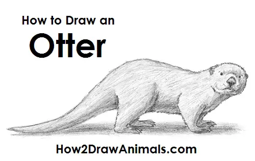 How To Draw A Sea Otter Easy