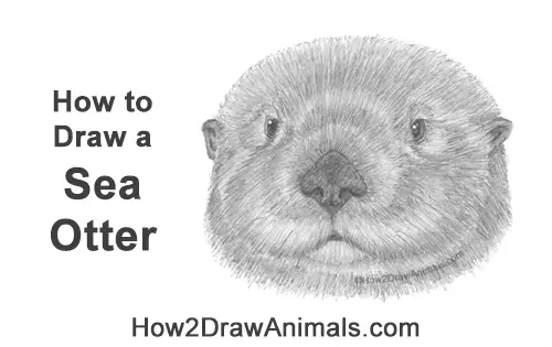 How to Draw a Sea Otter Head Portrait Face