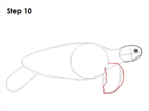 Sea Turtle Drawing 10 Draw Sea Turtle 10