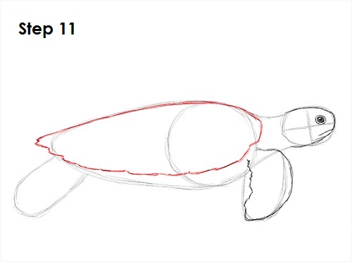 Sea Turtle Drawing 11 Draw Sea Turtle 11