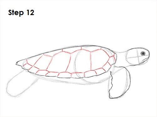 Draw Sea Turtle 12