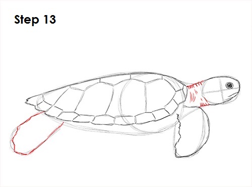 Draw Sea Turtle 13