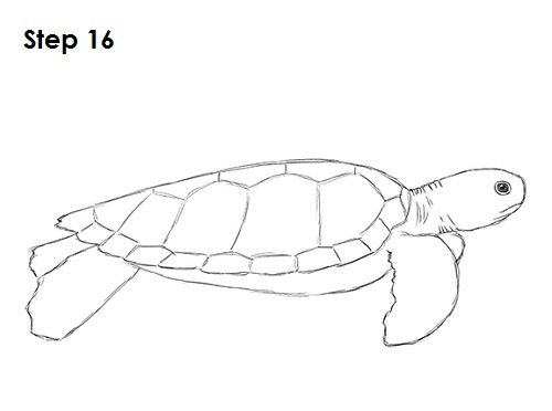 Draw Sea Turtle 16