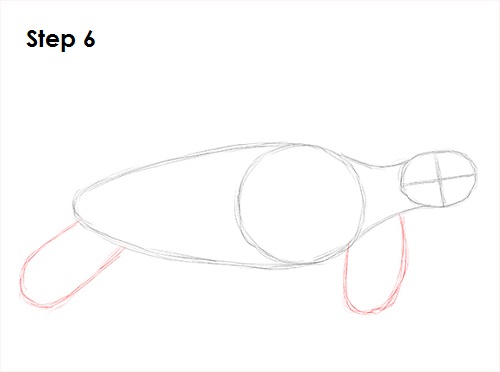 Sea Turtle Drawing 6 Draw Sea Turtle 6