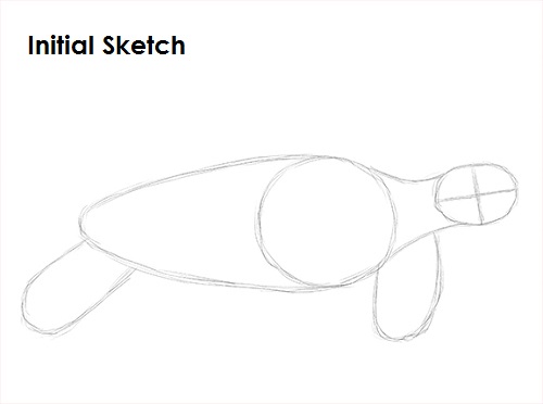 Draw Sea Turtle Sketch