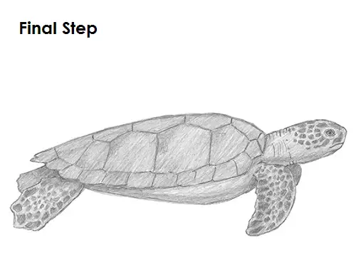 Draw Sea Turtle Last