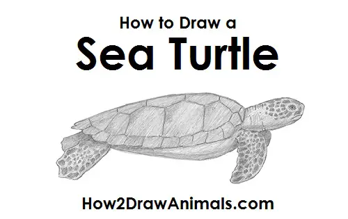 How to Draw a Green Sea Turtle