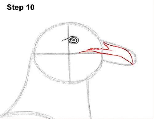 How to Draw a Seagull Gull Bird Standing 10
