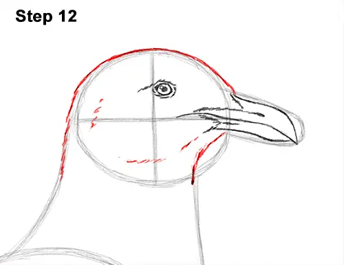 How to Draw a Seagull Gull Bird Standing 12