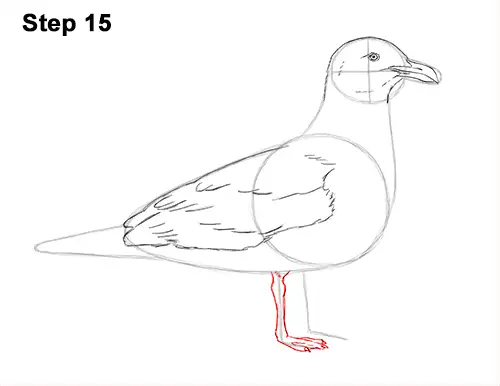 How to Draw a Seagull Gull Bird Standing 15