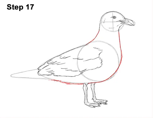 How to Draw a Seagull Gull Bird Standing 17