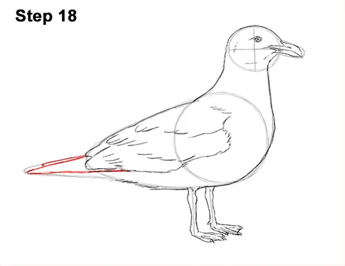 How to Draw a Seagull Gull Bird Standing 18