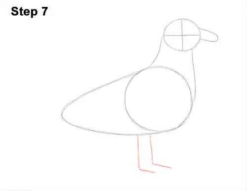 How to Draw a Seagull Gull Bird Standing 7