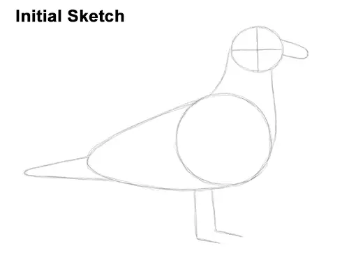 How to Draw a Seagull Gull Bird Standing Initial Sketch