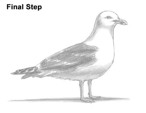 How to Draw a Seagull Gull Bird Standing