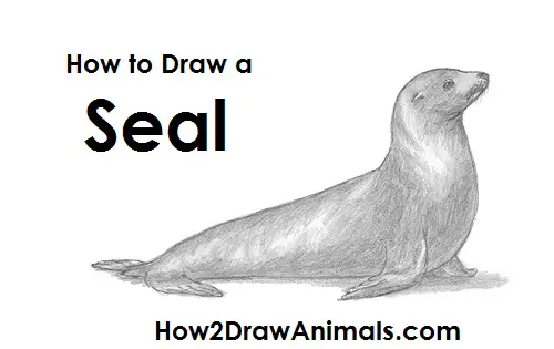 Draw Seal