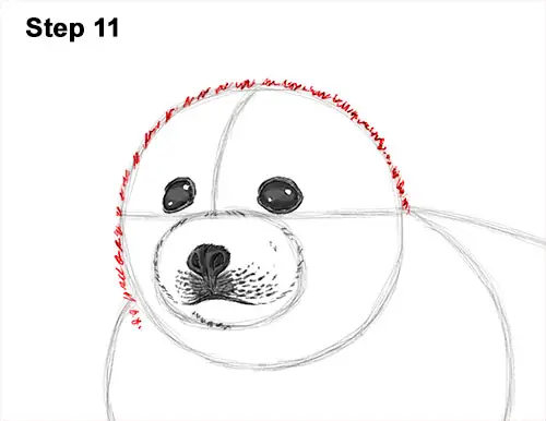 How to Draw a Fluffy Cute Baby Harp Seal Pup 11