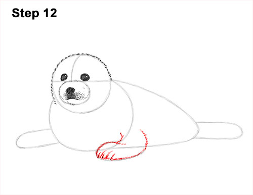 How to Draw a Fluffy Cute Baby Harp Seal Pup 12