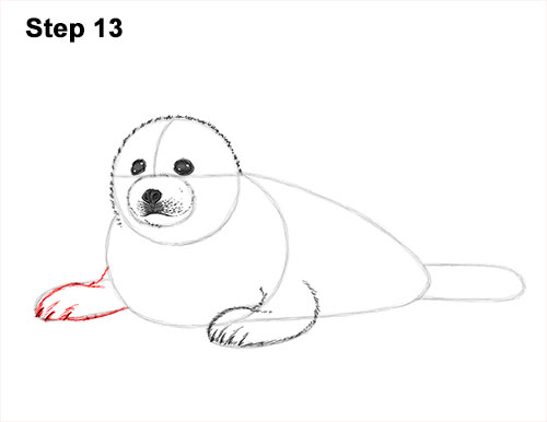 How to Draw a Fluffy Cute Baby Harp Seal Pup 13