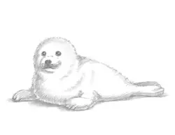 How to Draw a Harp Seal Pup Baby